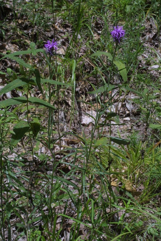 Liatris 8