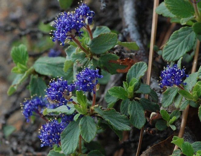 Ceanothus 3