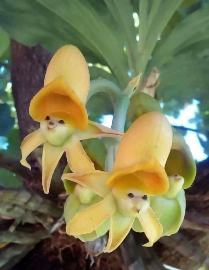 Stanhopea 2