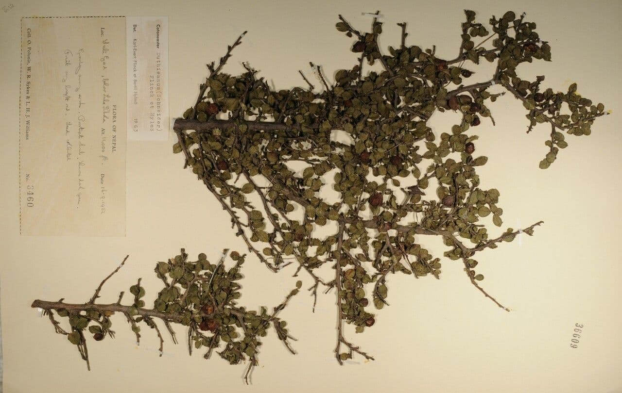 Cotoneaster 12
