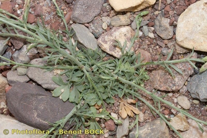 Margaritella 5