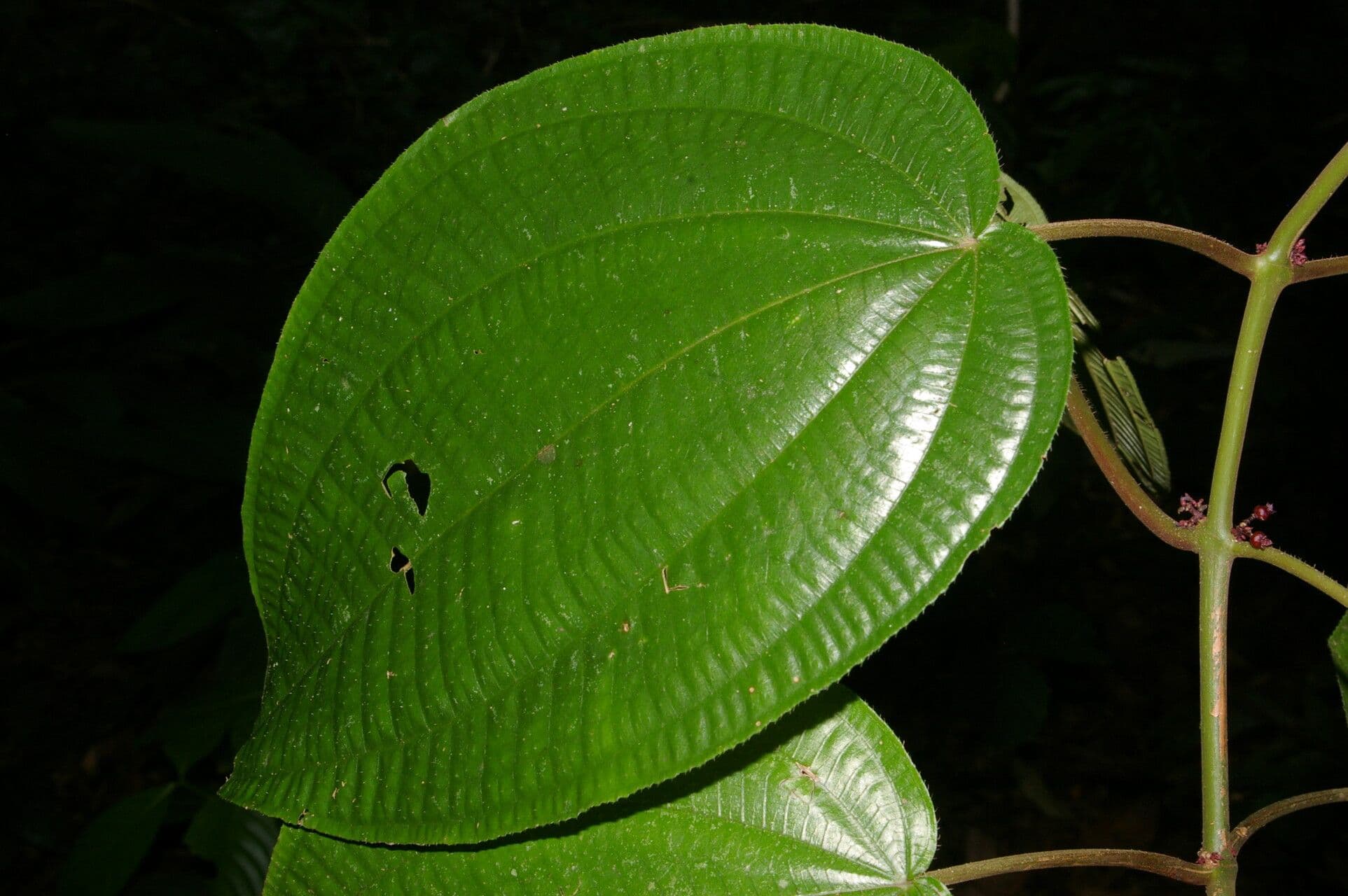 Miconia 10