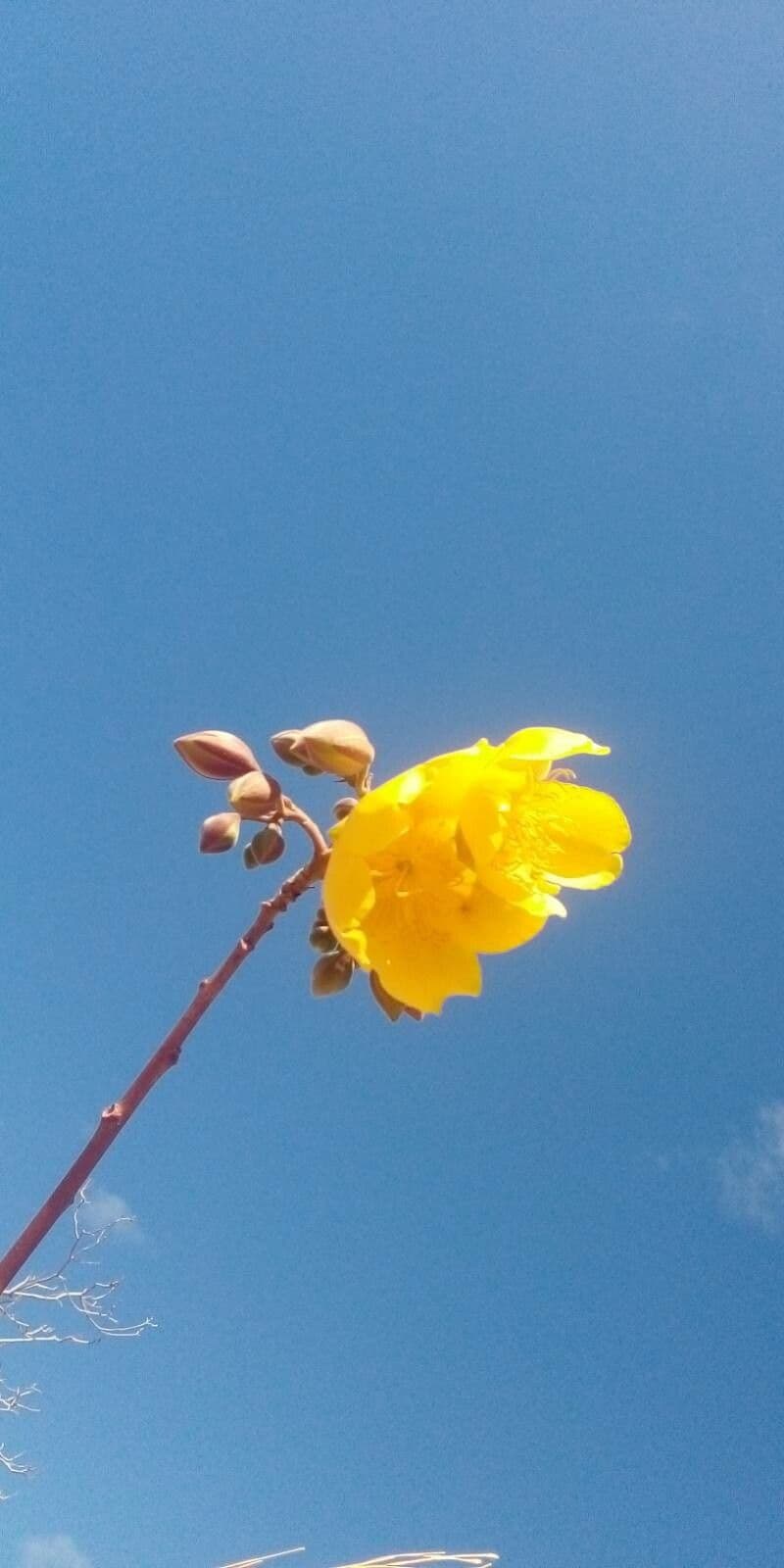 Cochlospermum 15