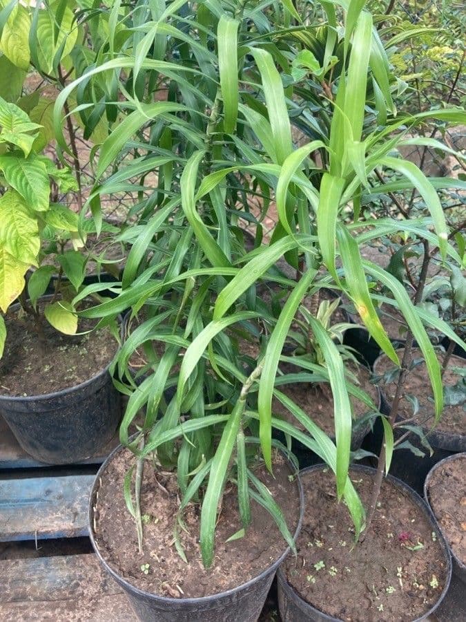 Schmalblättriger Drachenbaum 6
