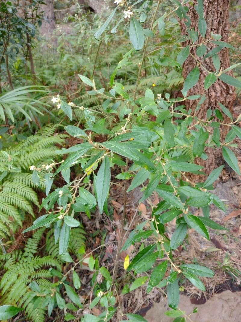 Asterolasia correifolia 3