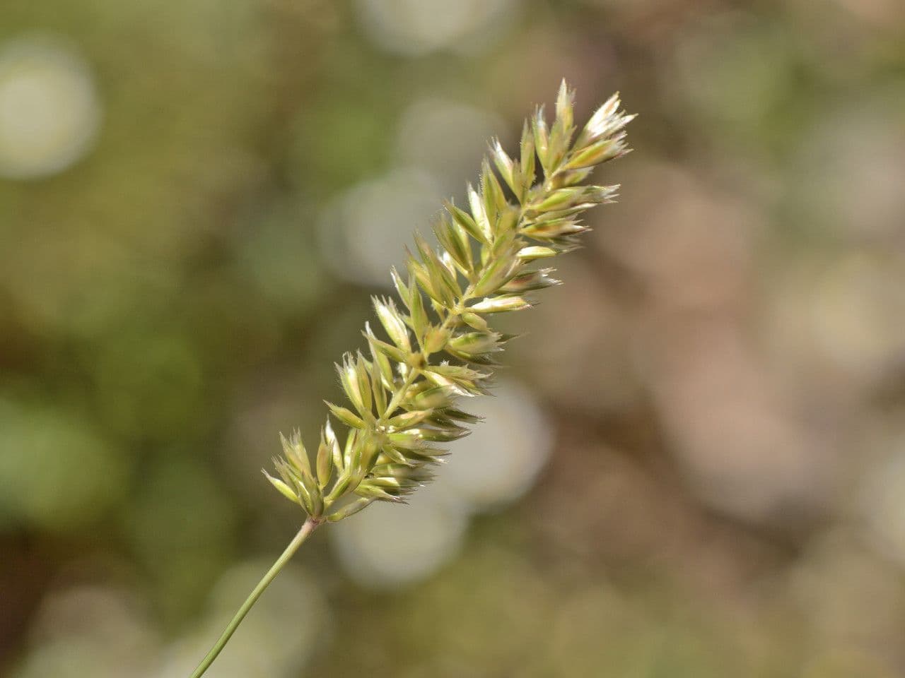 Hrabolka 2