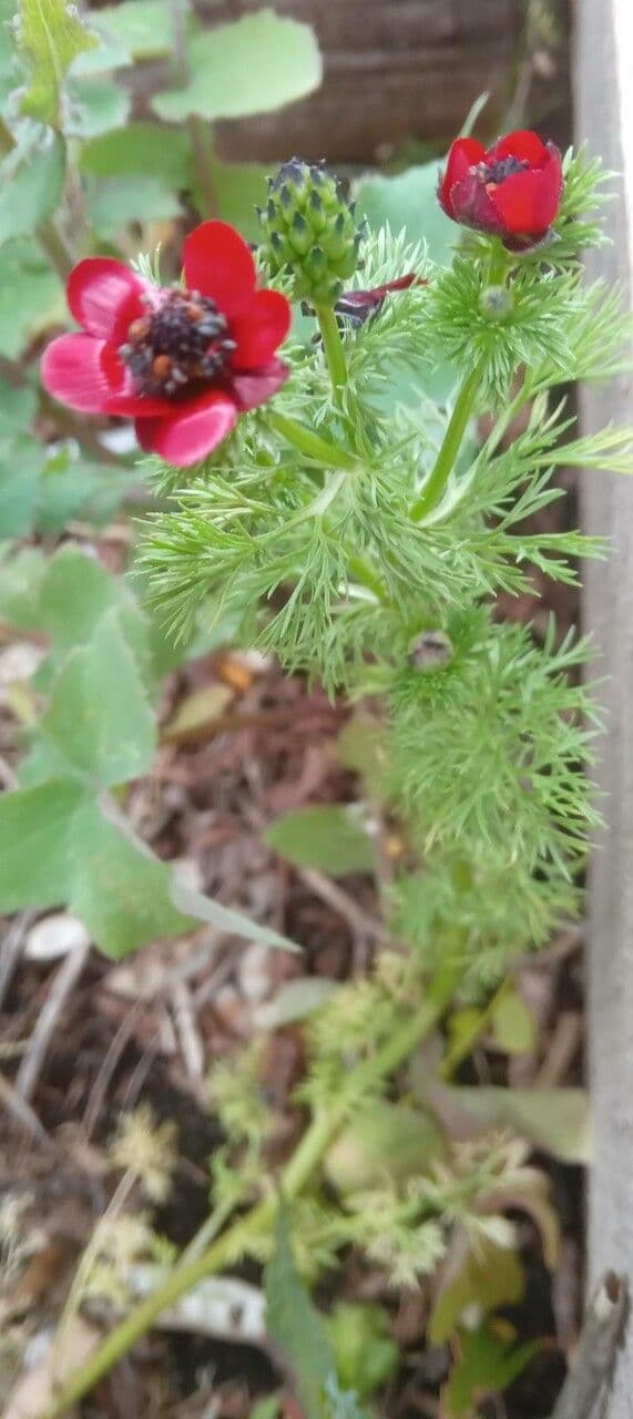 Adonis annuale 11