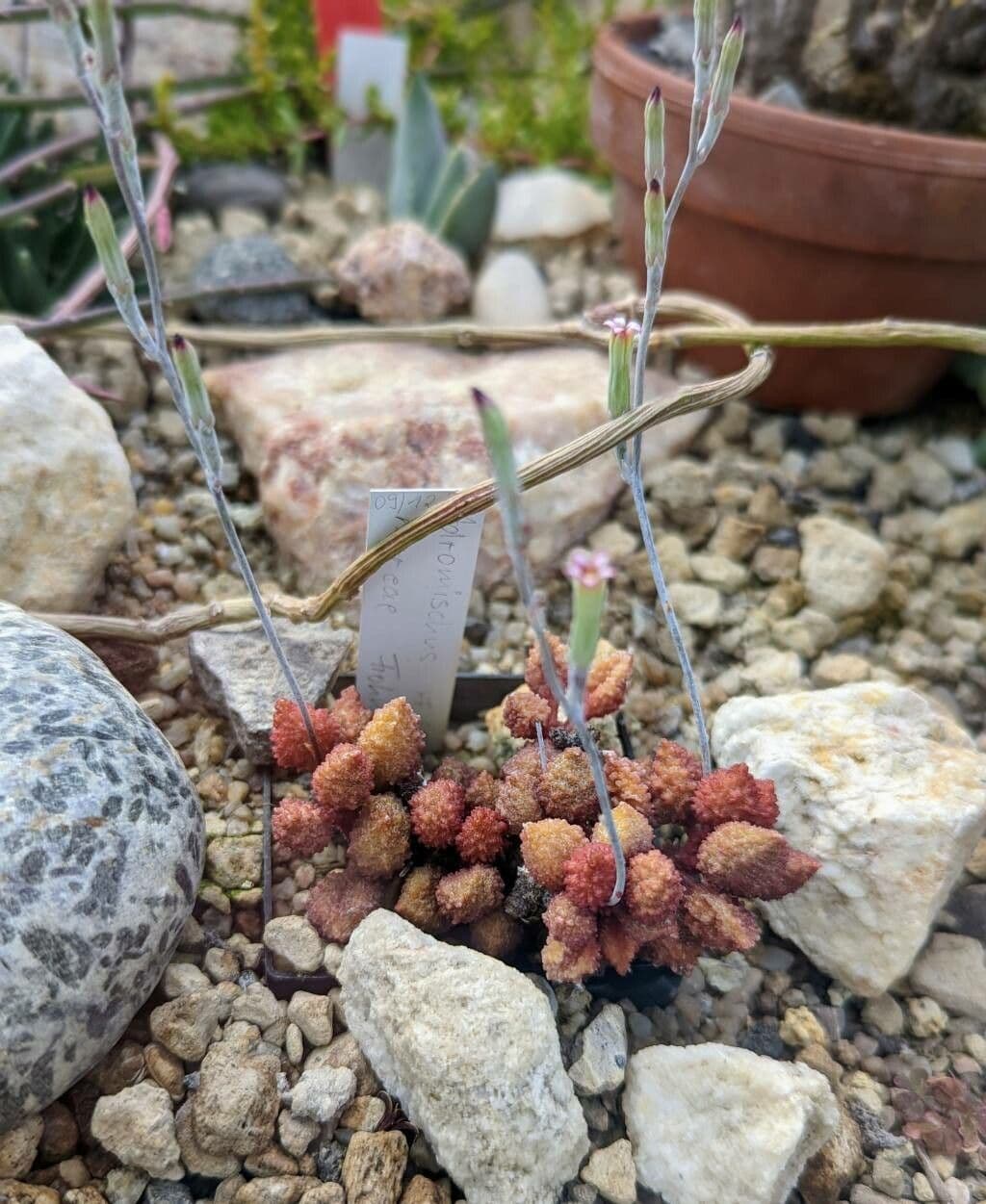 Adromischus
