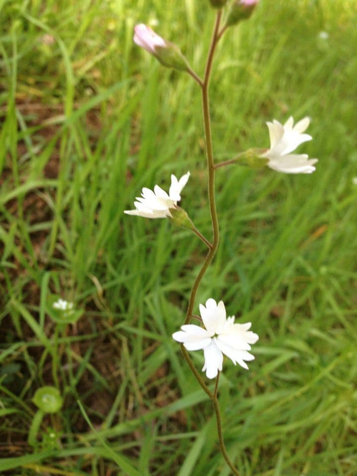 Lithophragma affine