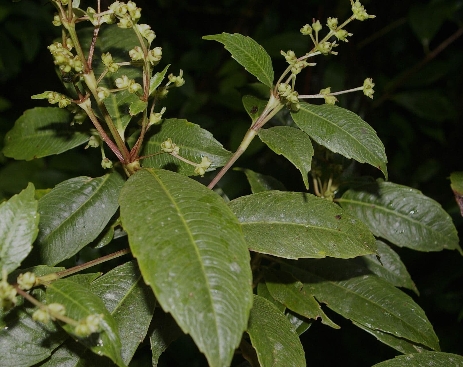 Hedyosmum