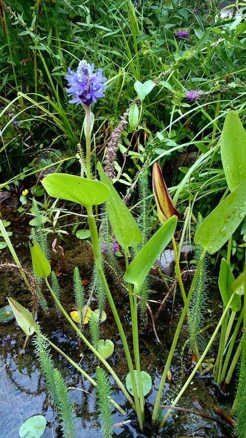 Pontederia 7