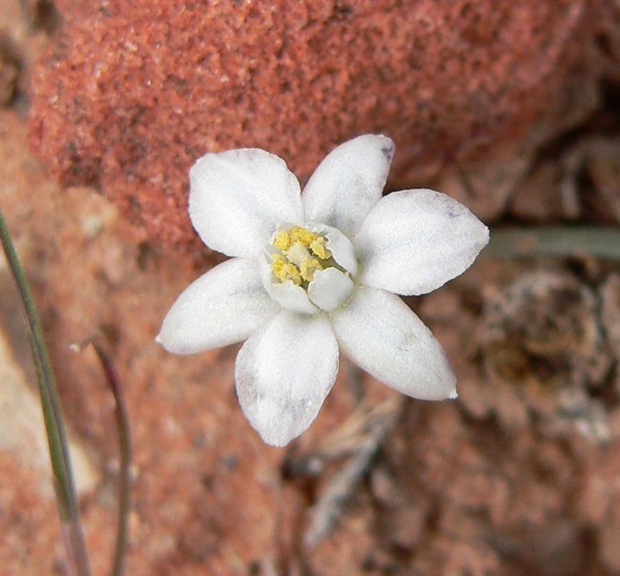 Muilla coronata 3