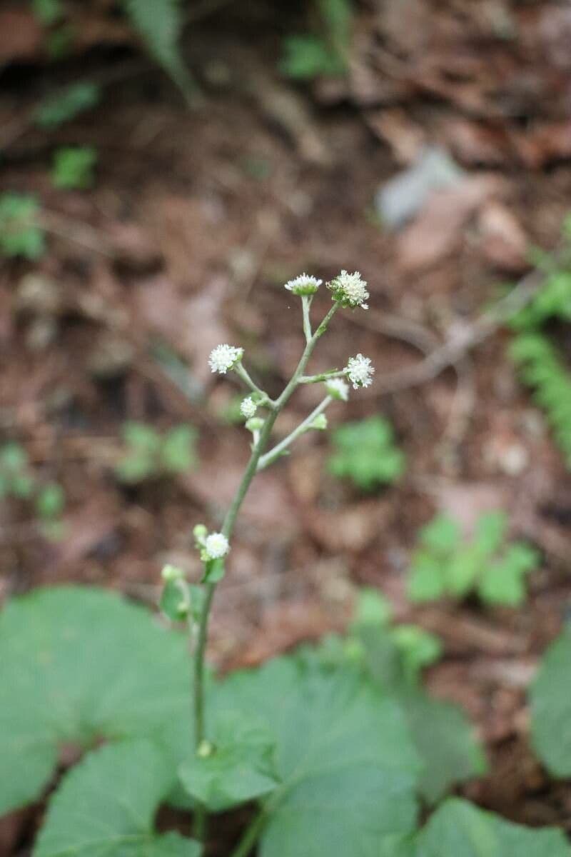 Adenocaulon 3