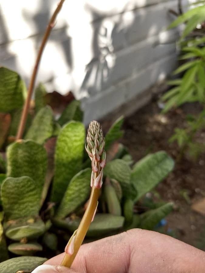 Gasteria