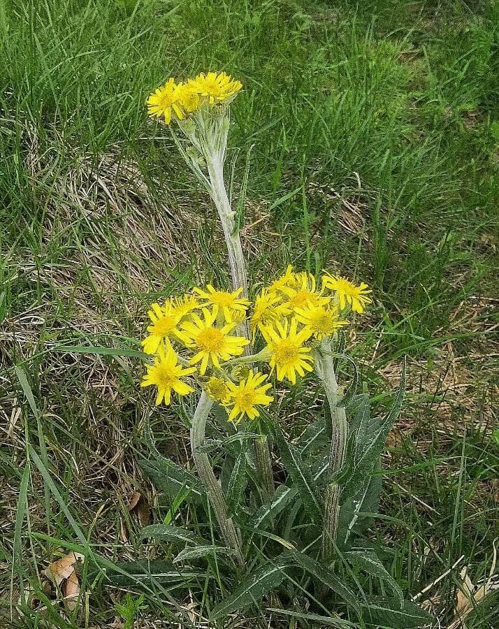 Tephroseris helenitis 6