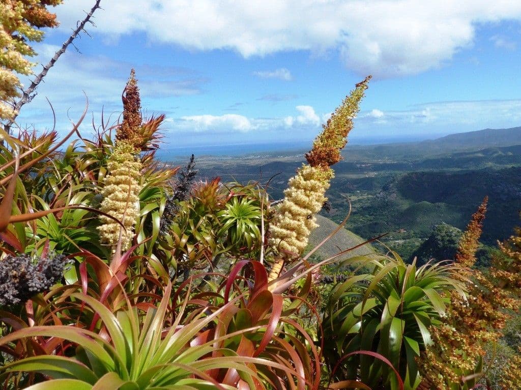 Dracophyllum 11