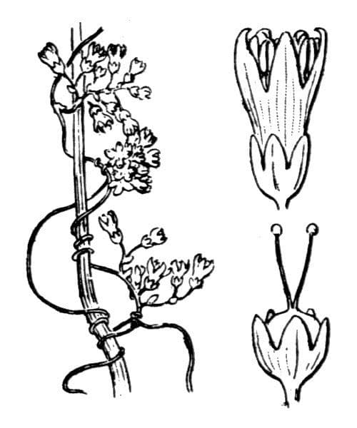 Cuscuta odorosa