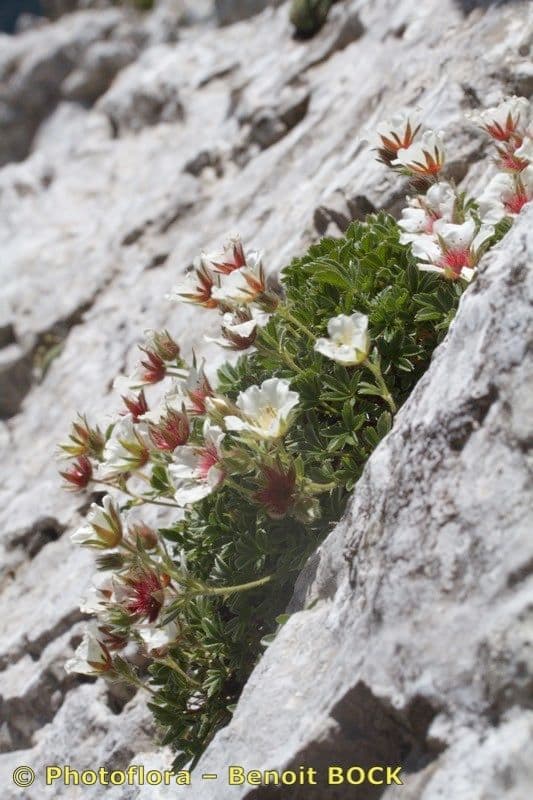 Mochna Clusiova 7
