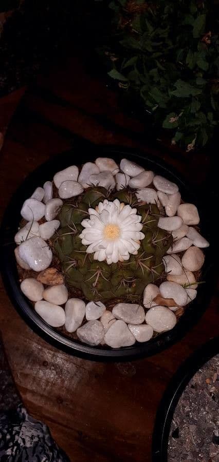 Thelocactus hexaedrophorus 2