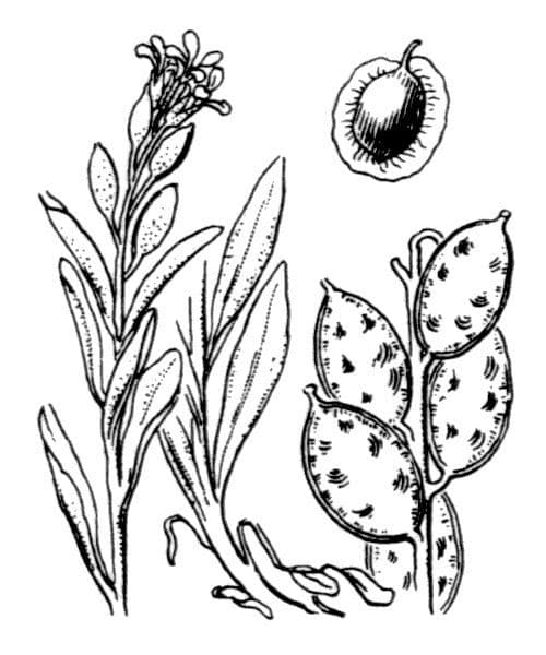 Fibigia clypeata 27