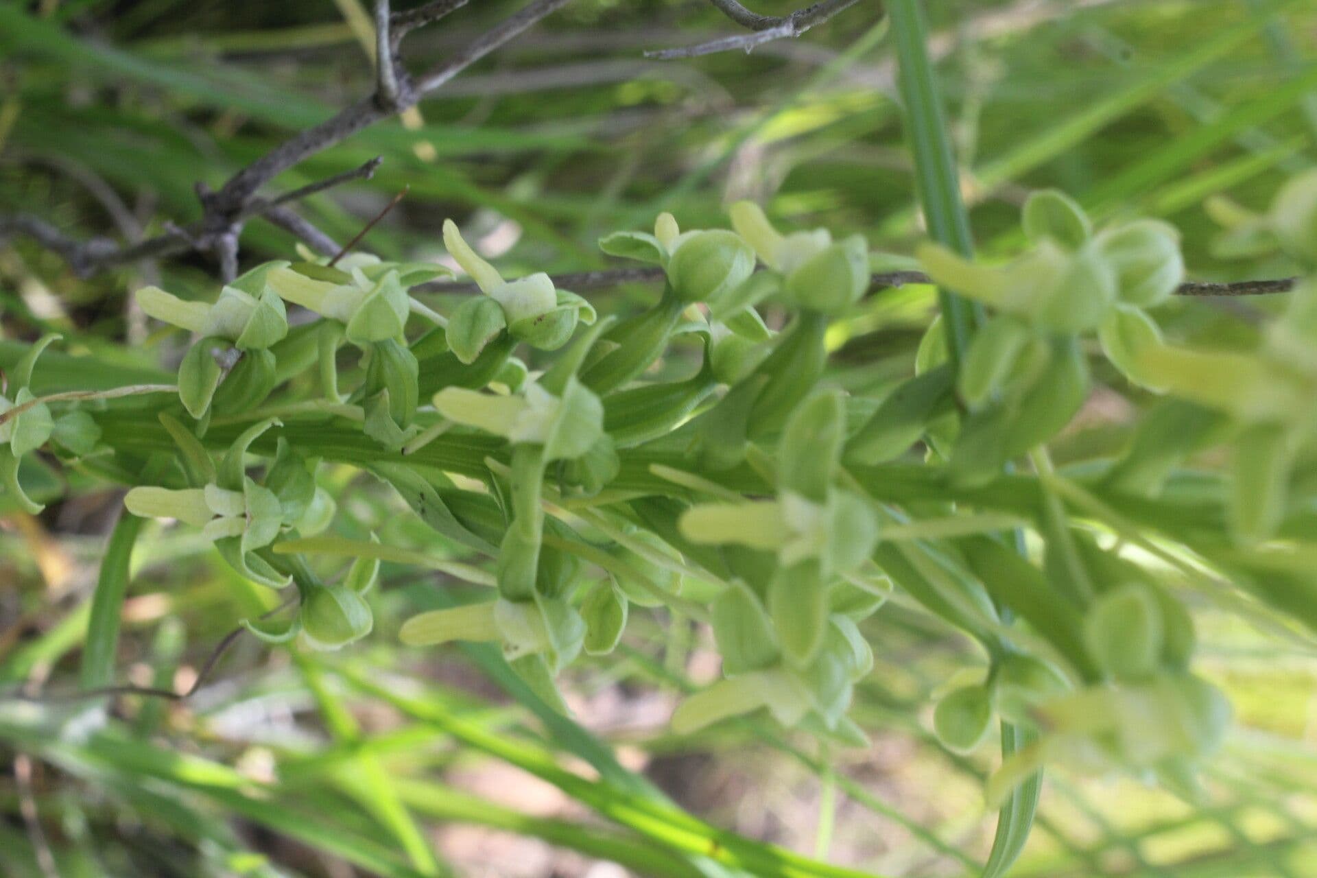 Habenaria 6