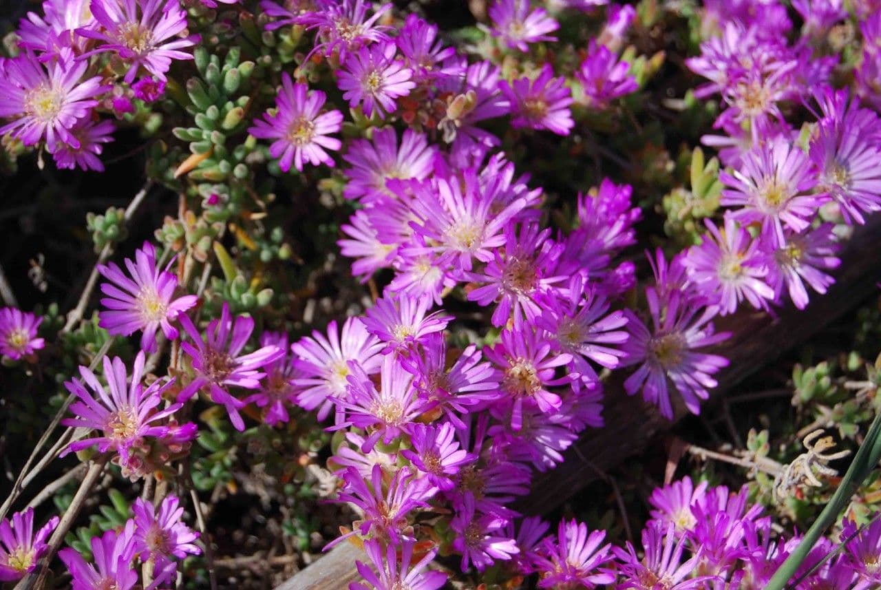 Flor di rugiada ispida 4