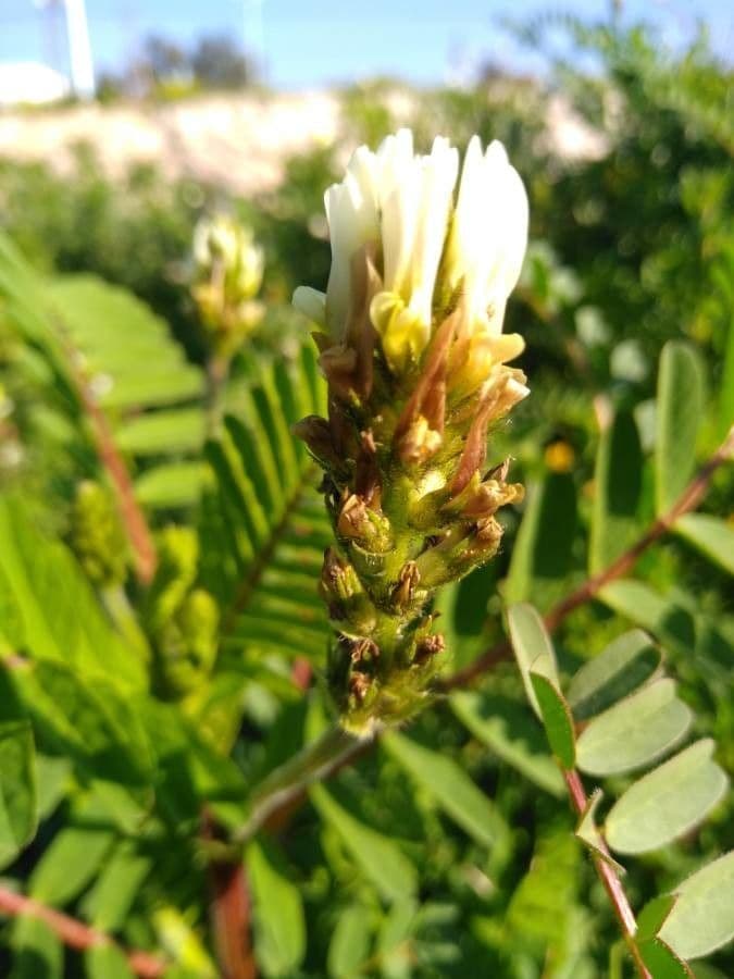 Gelbe Tragant 9