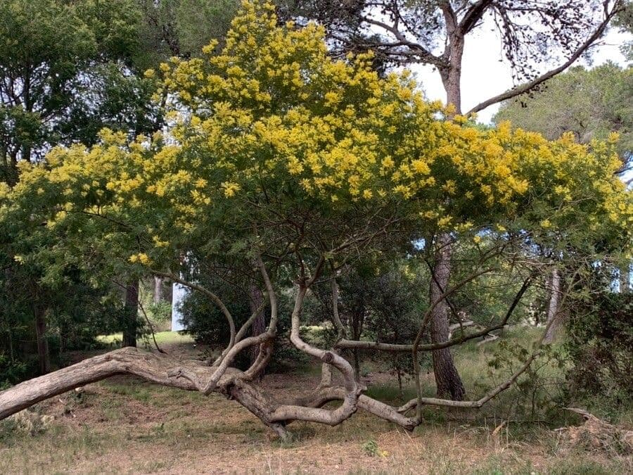 Acacia di Bailey 14