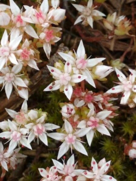 Sedum 4