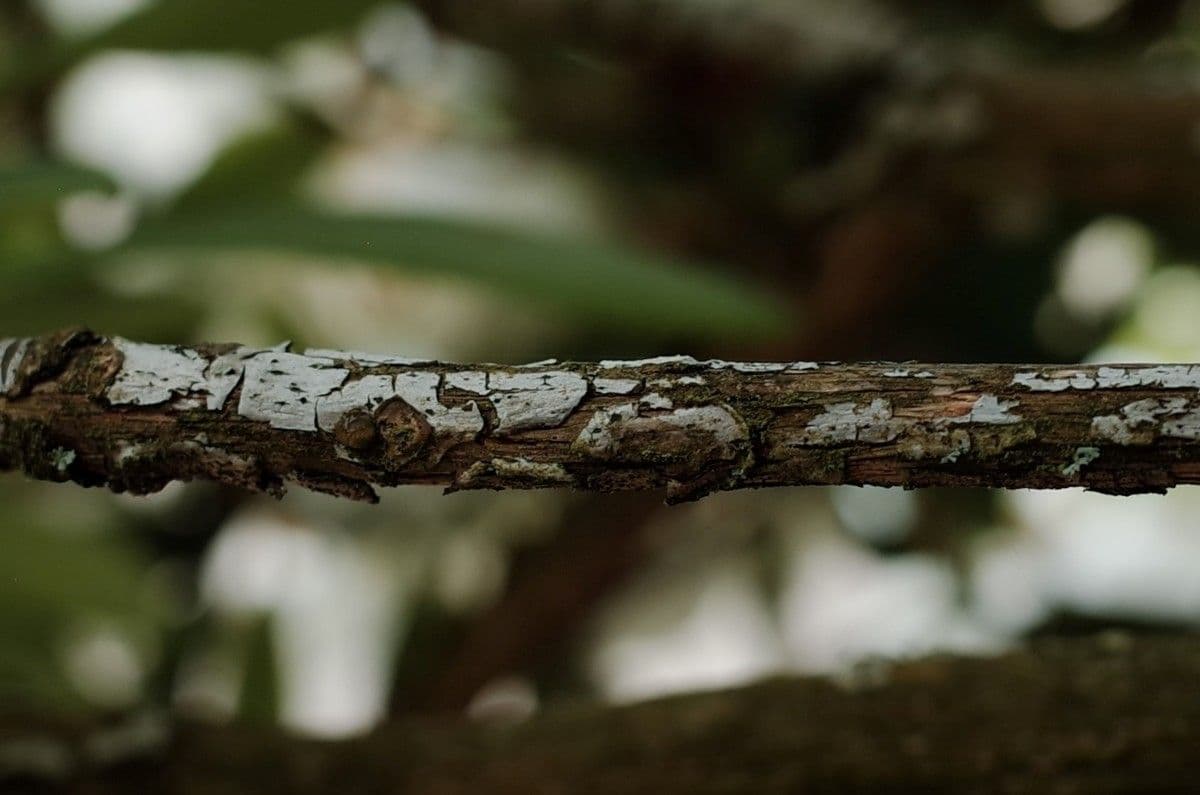 Rhododendron 18