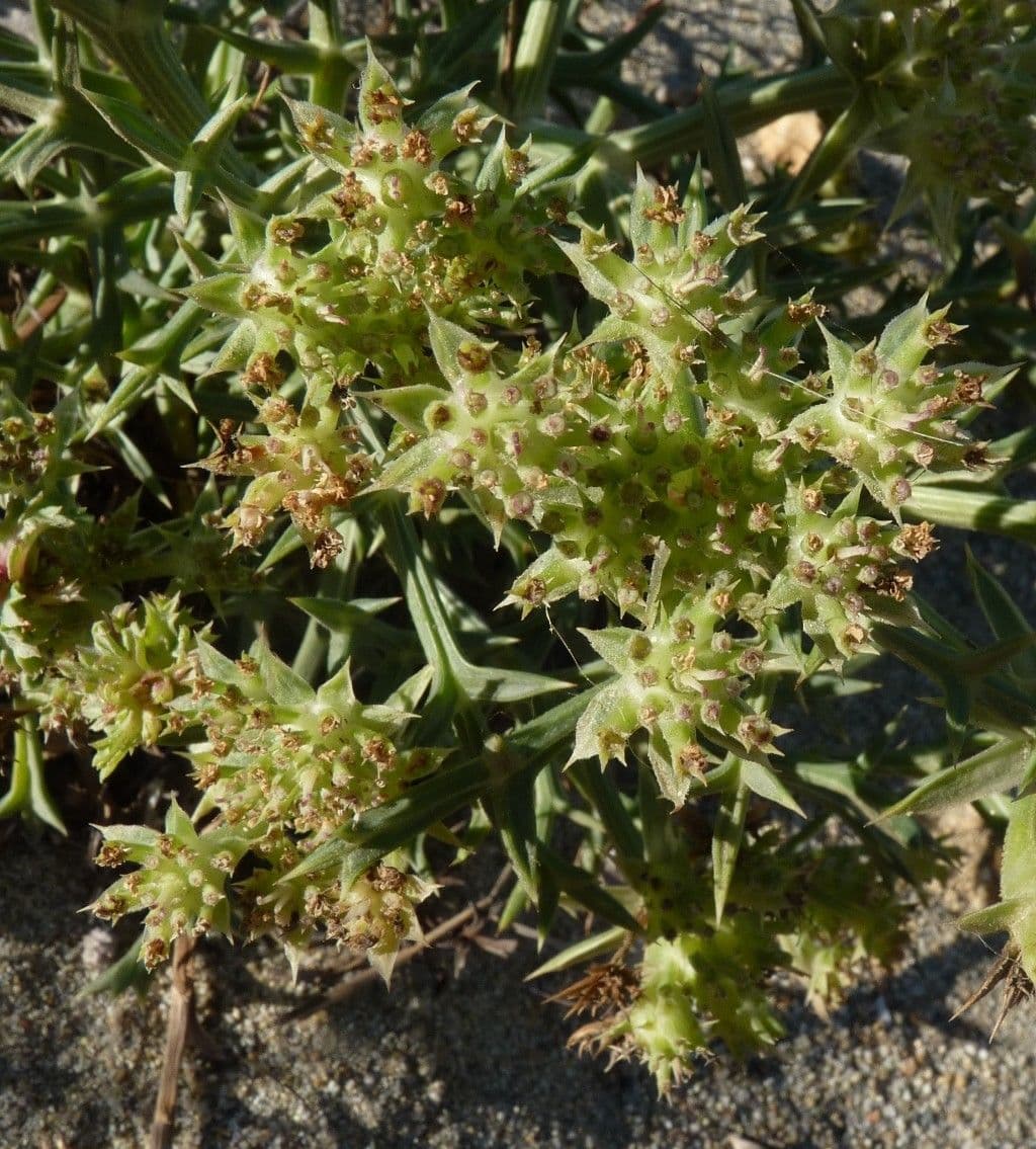 Echinophora spinosa 29