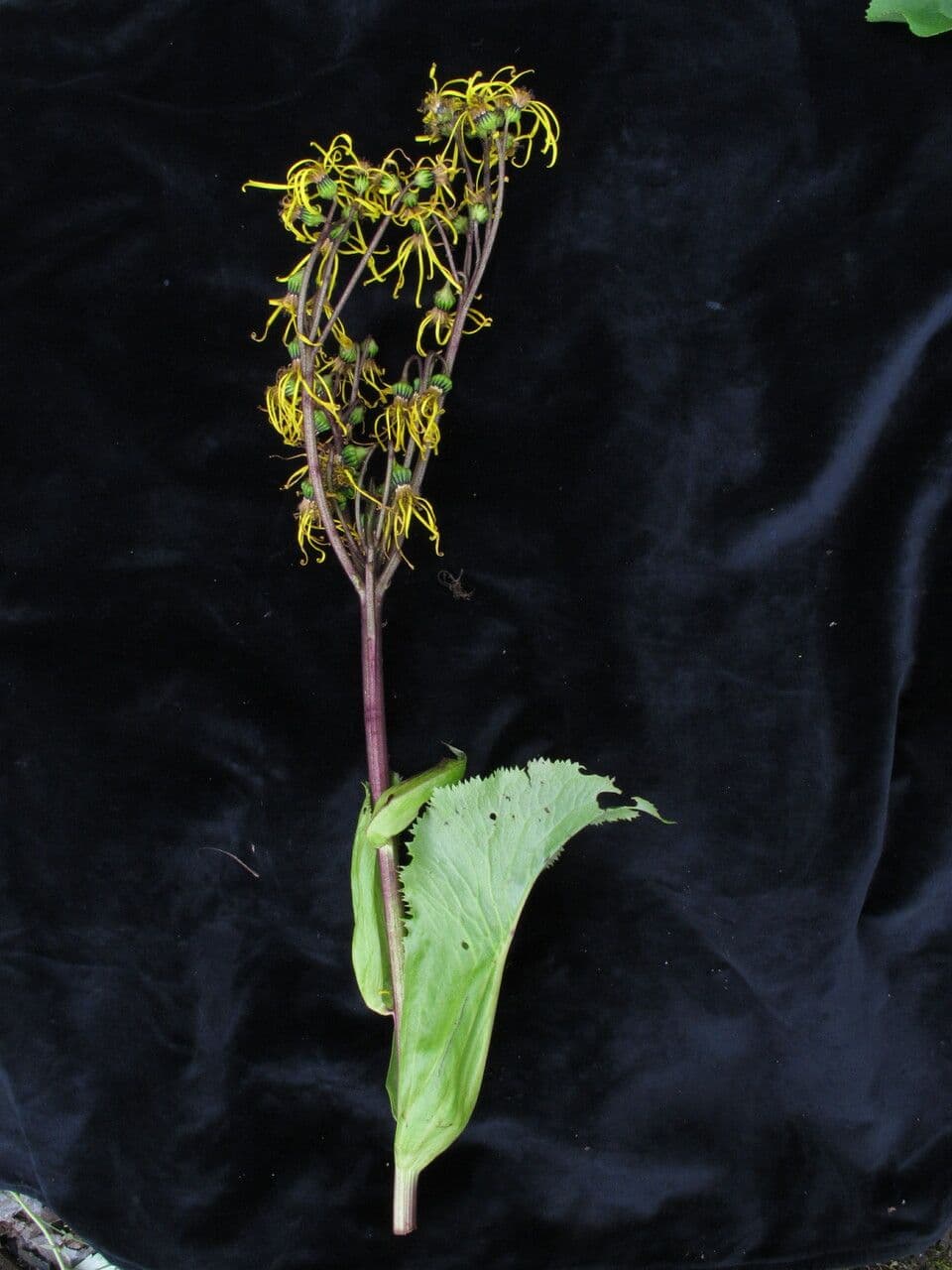 Ligularia 7