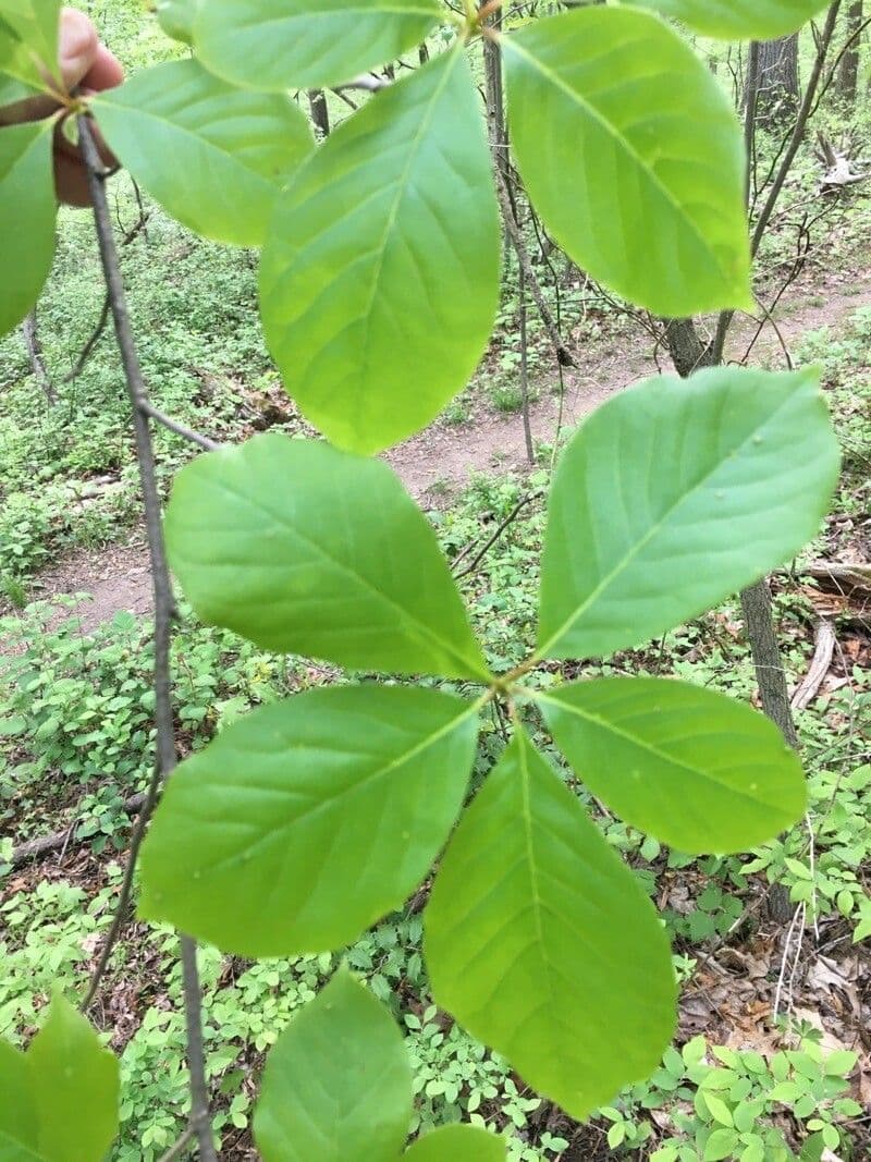 Nyssa sylvatica 19