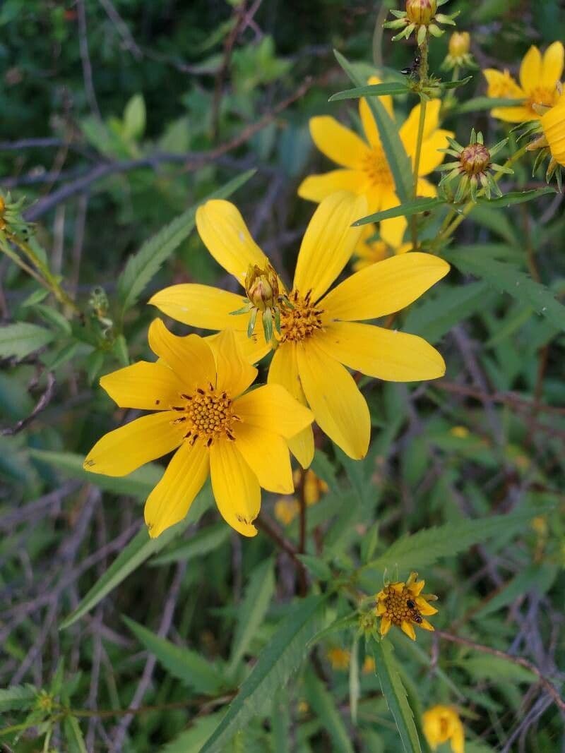 Bidens 4