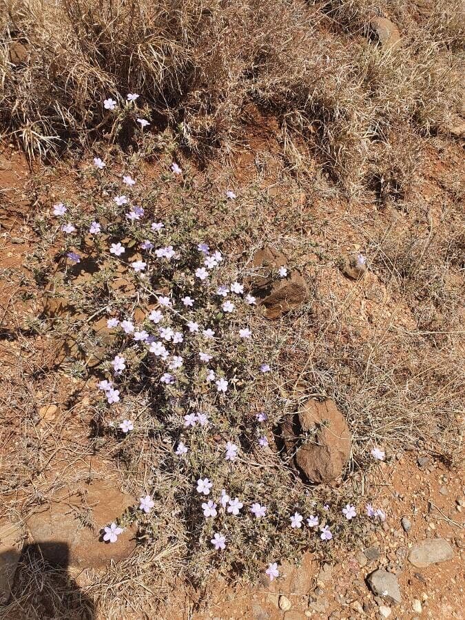 Barleria 7