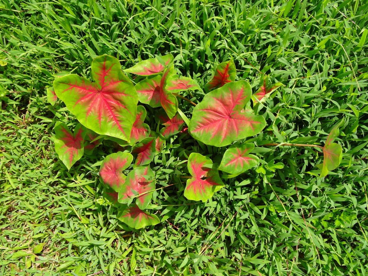Caladium 12