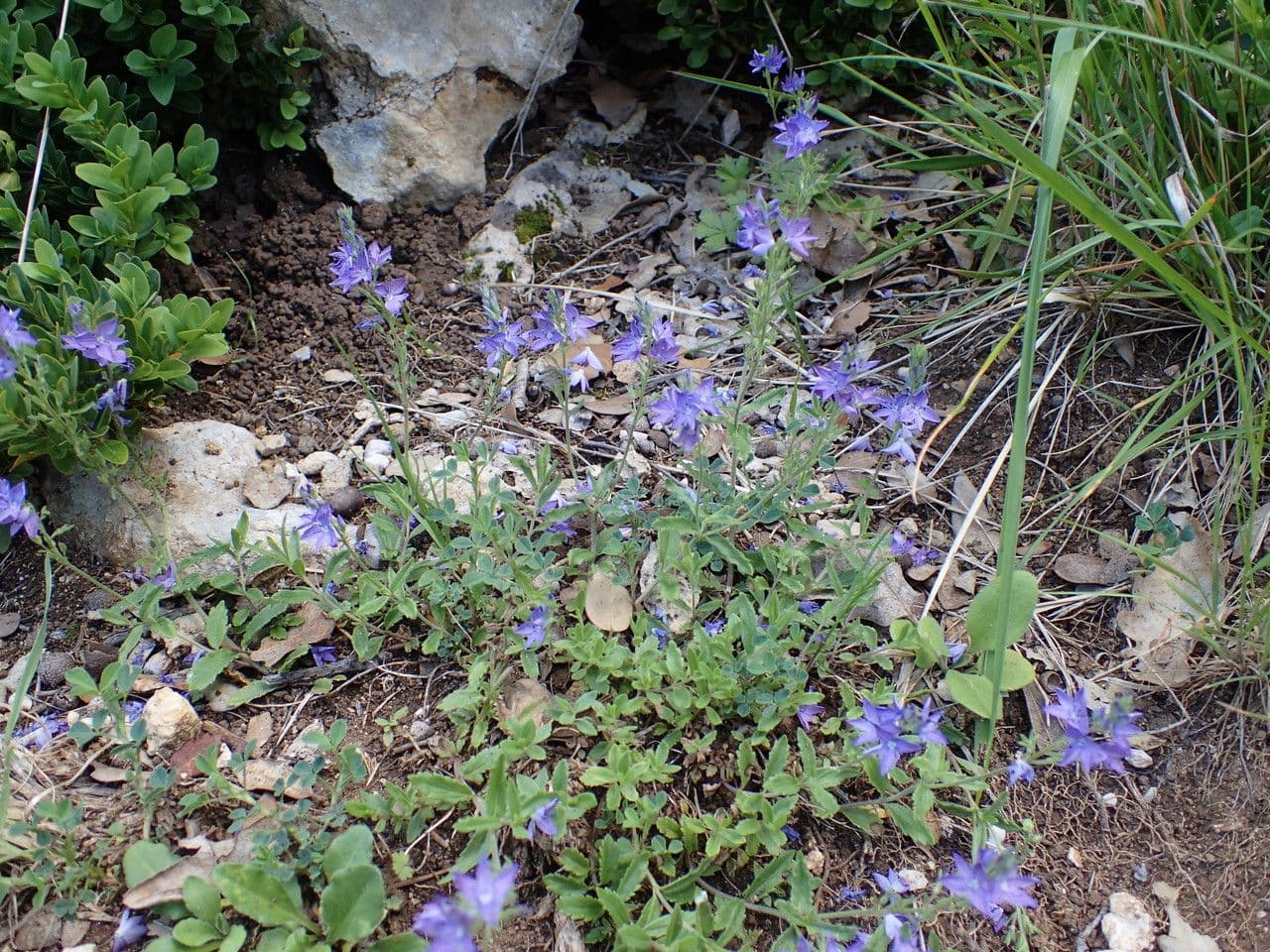 Veronica orsiniana 8