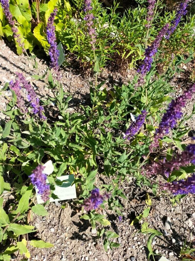 Salvia 5
