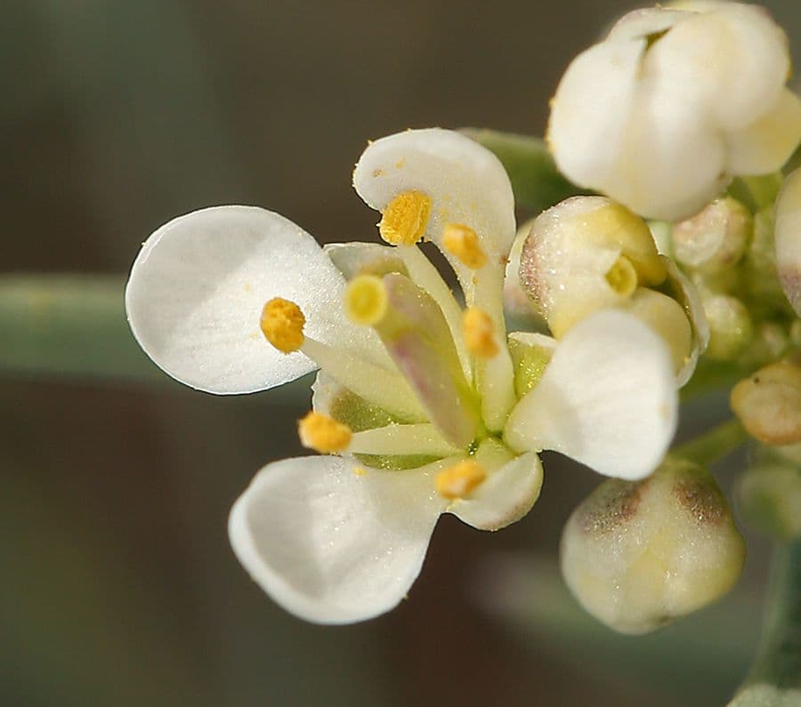 Lepidium fremontii 6