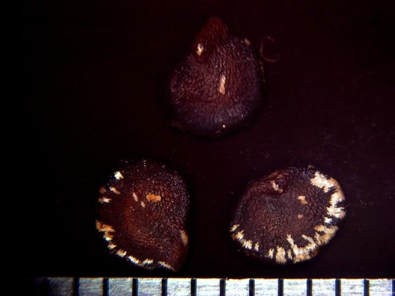 Solanum 12
