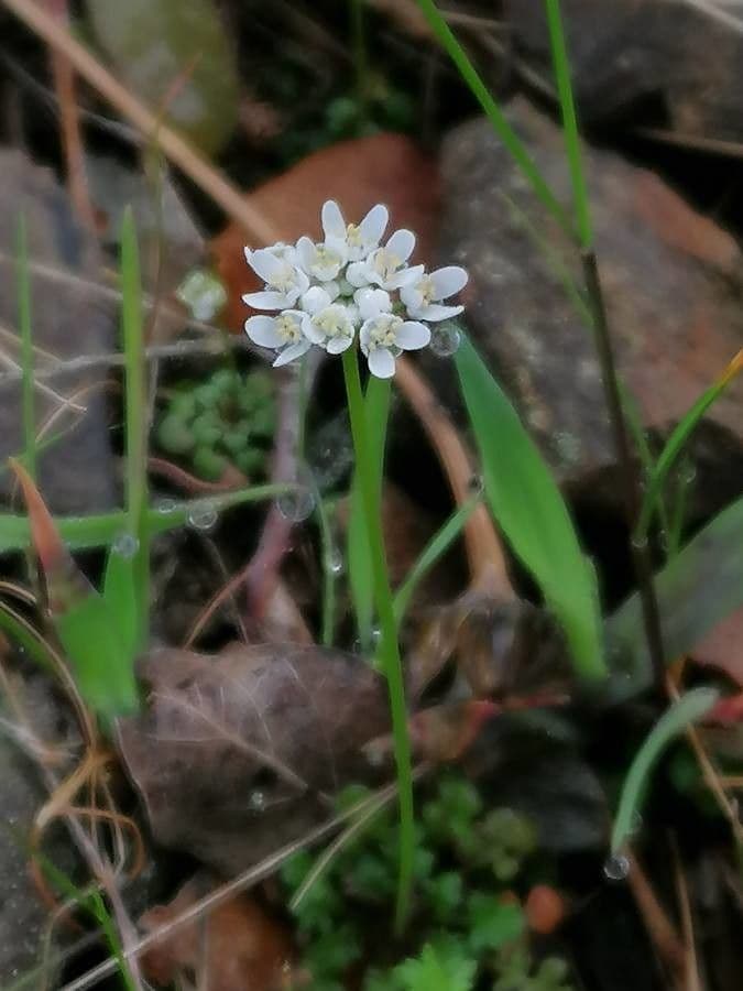 Teesdalia coronopifolia 10
