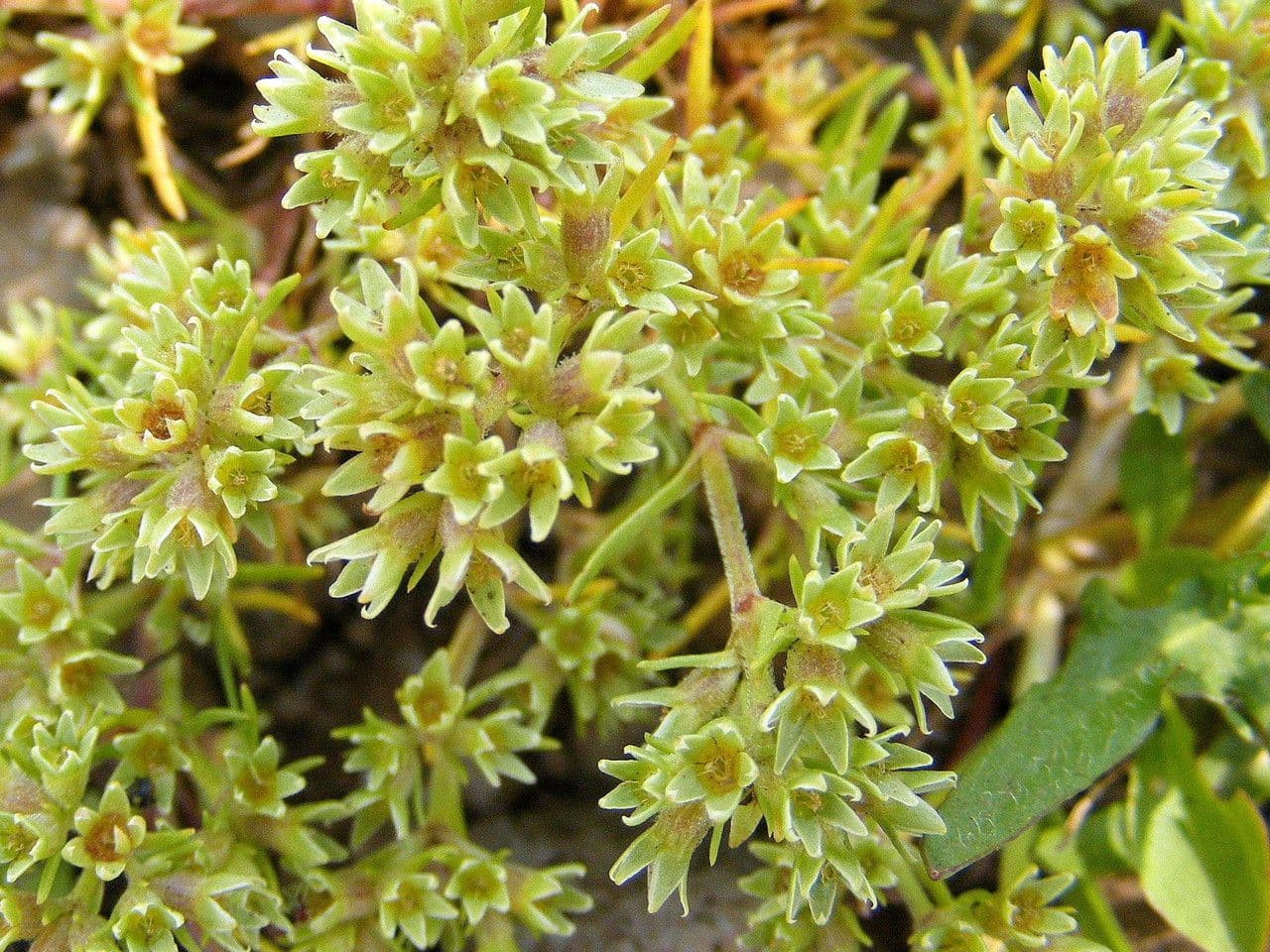 Scleranthus 4
