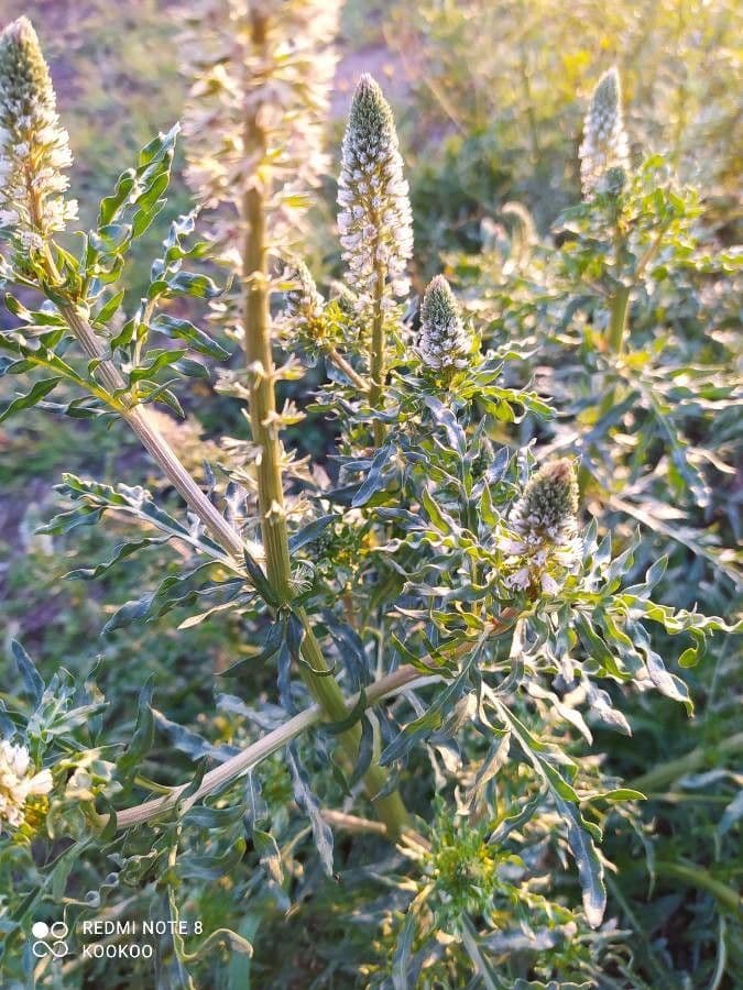 Reseda bianca 30