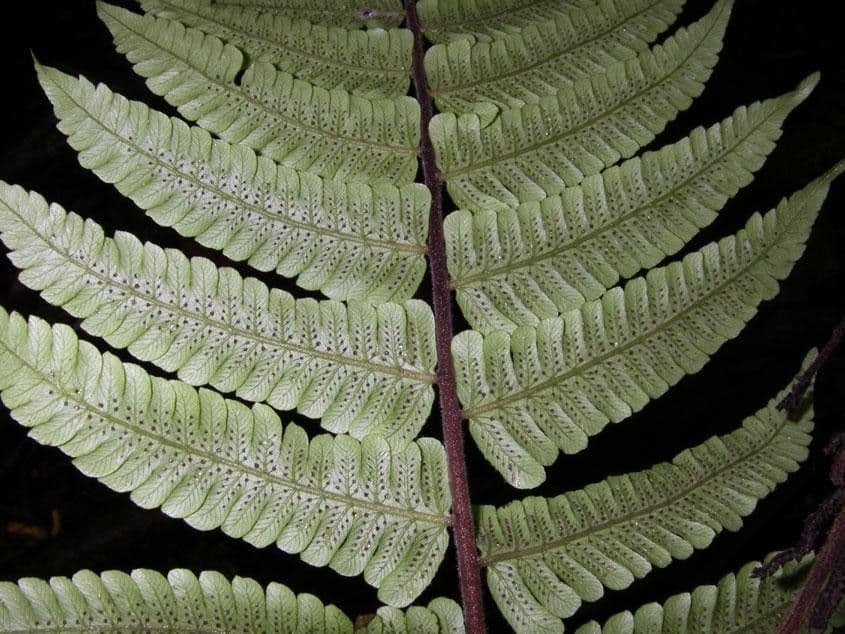 Thelypteris