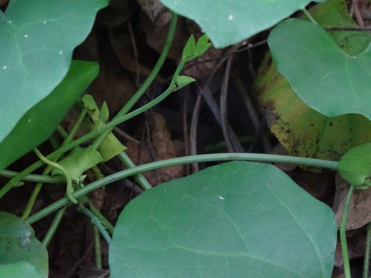 Aristolochia 19