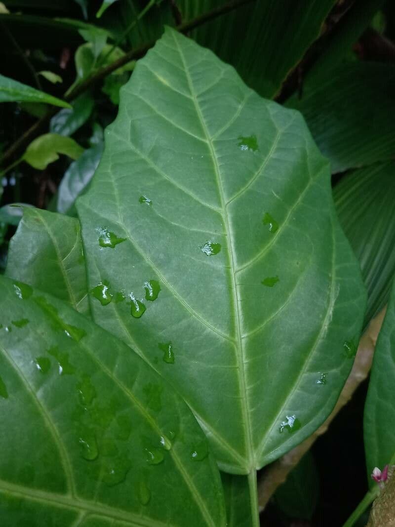 Pavonia cauliflora