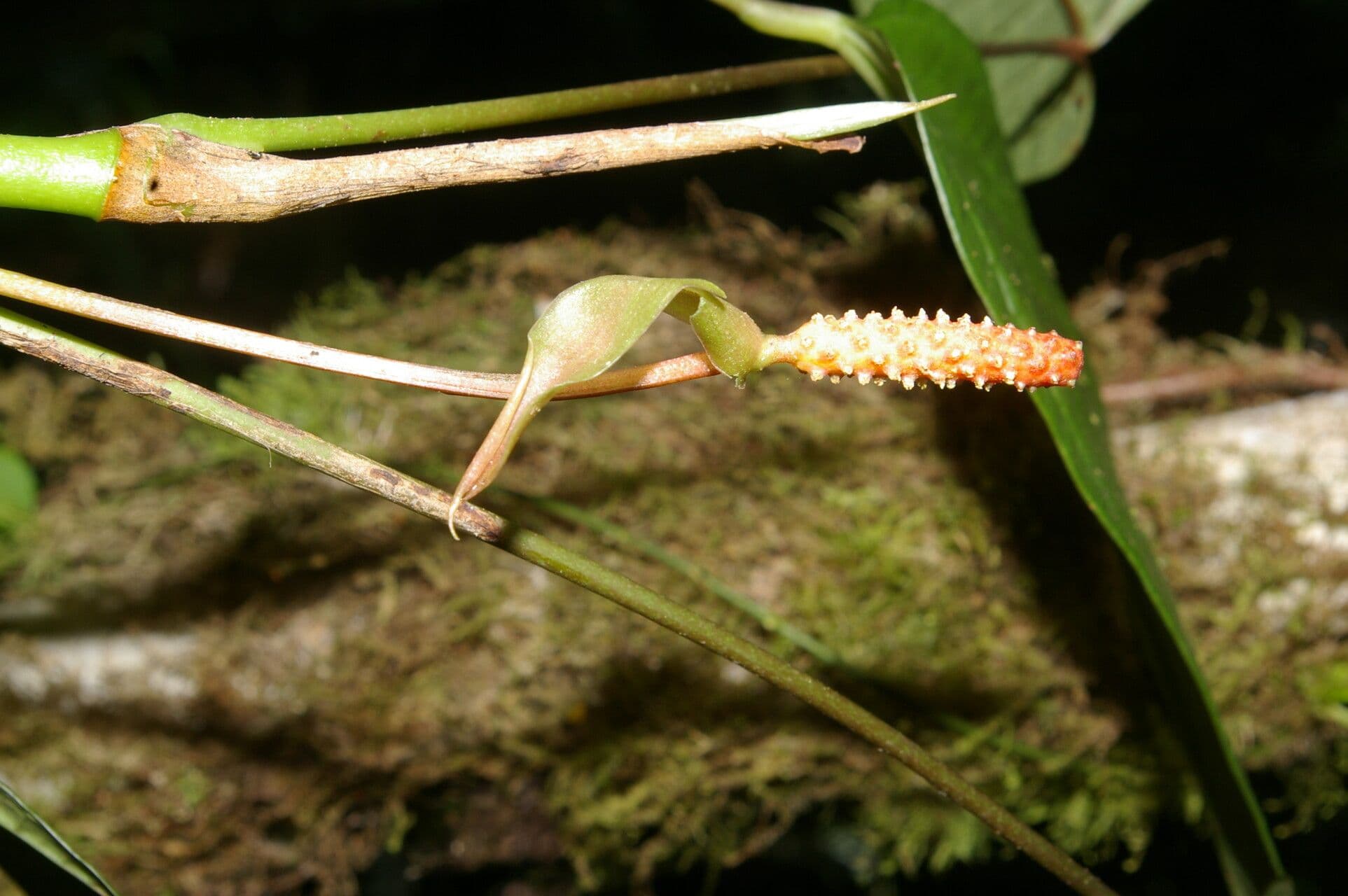 Anthurium a spata piccola