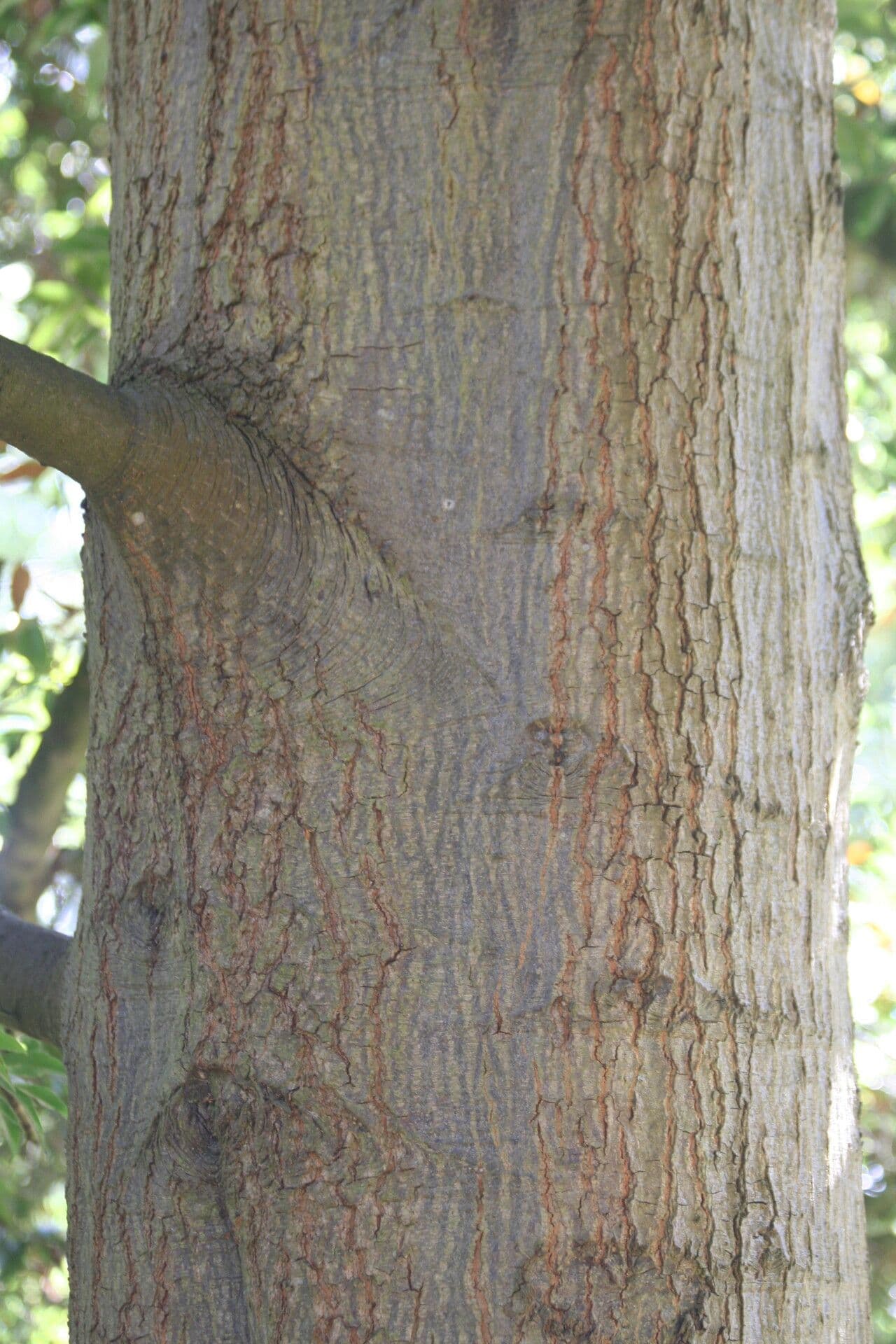 Dąb 11