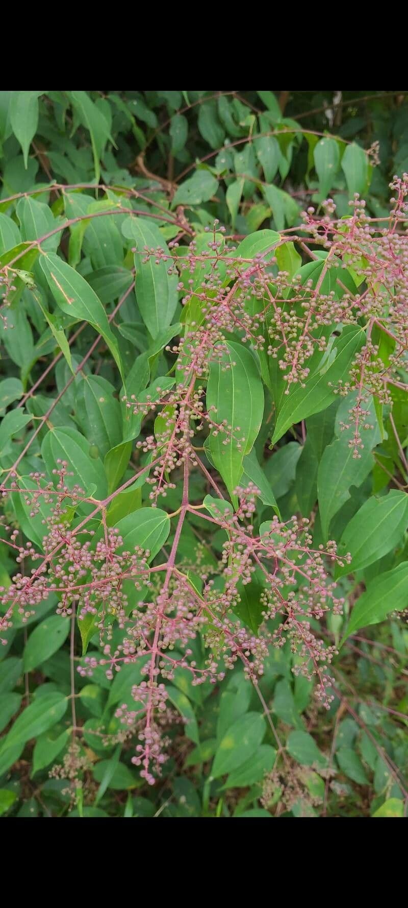 Miconia minutiflora 10