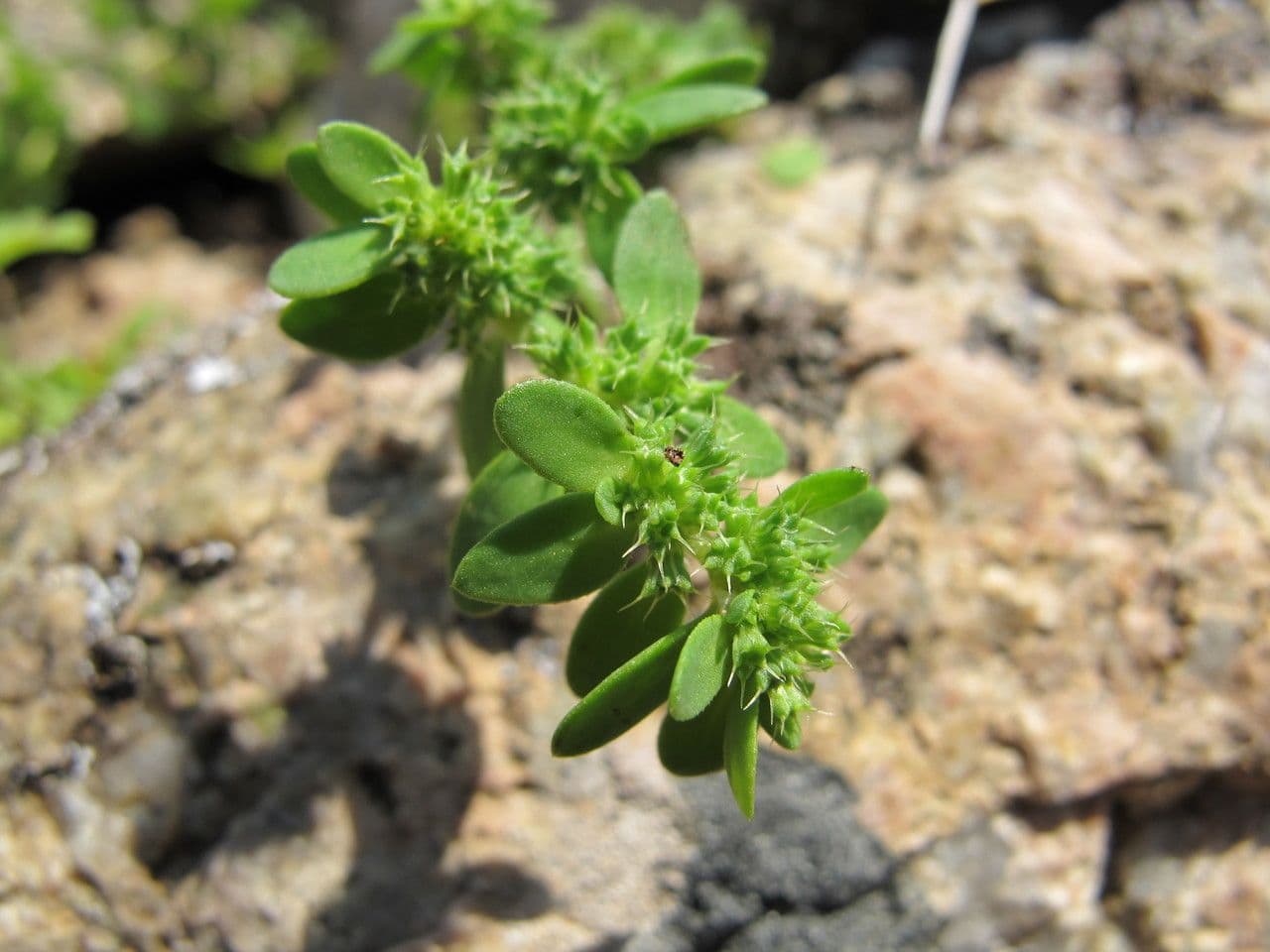 Paronichia spinosa 14